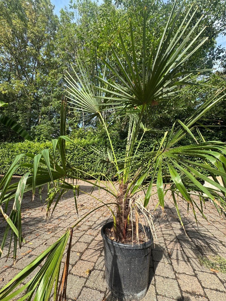 Trachycarpus fortunei 40cm stam, Ophalen, Vaste plant, Overige soorten