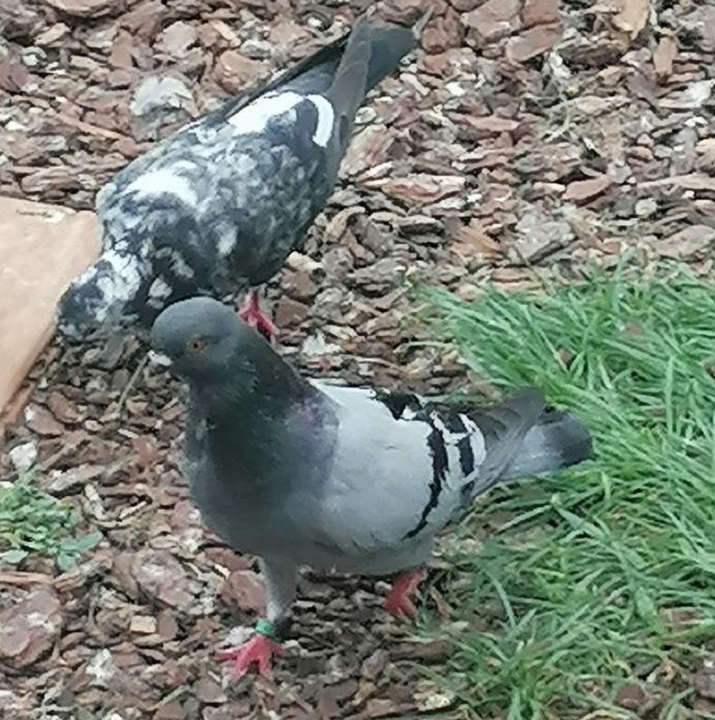 Figurita's, Dieren en Toebehoren