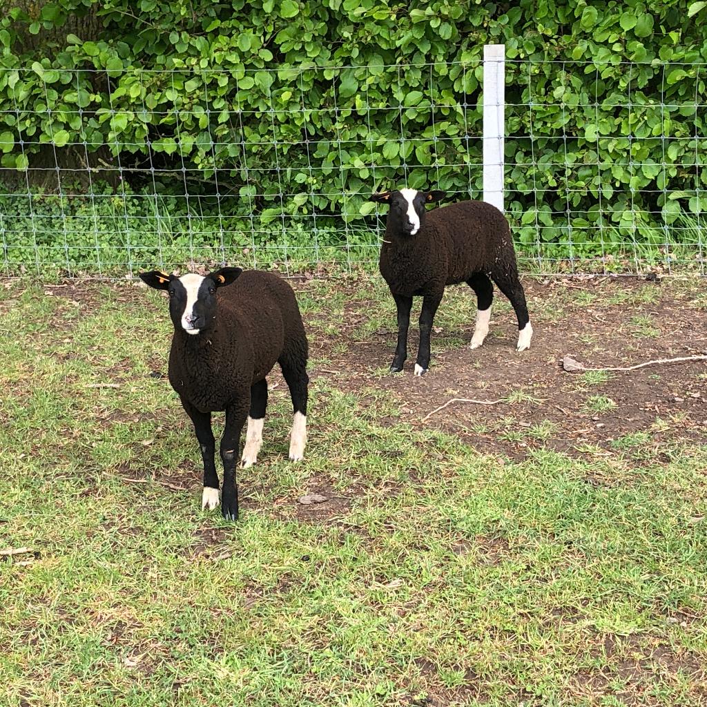 zwartbles schapen, Plusieurs animaux, Mouton, 0 à 2 ans