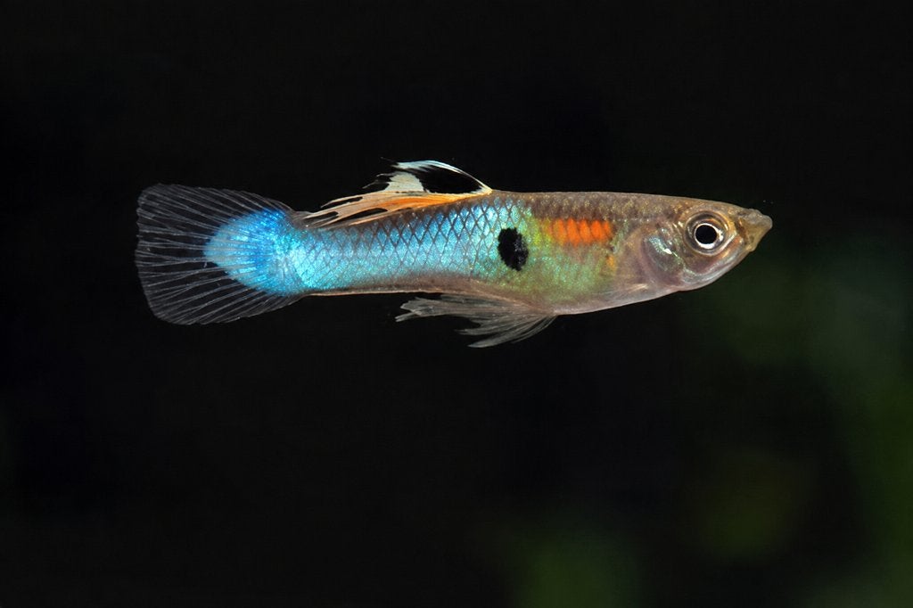 Endler gup japan blue - kleintjes, Poisson, Poisson d'eau douce