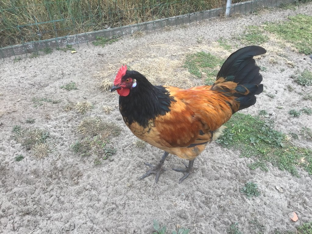 Jonge Vorwerk hanen, Animaux & Accessoires, Volatiles, Mâle, Poule ou poulet