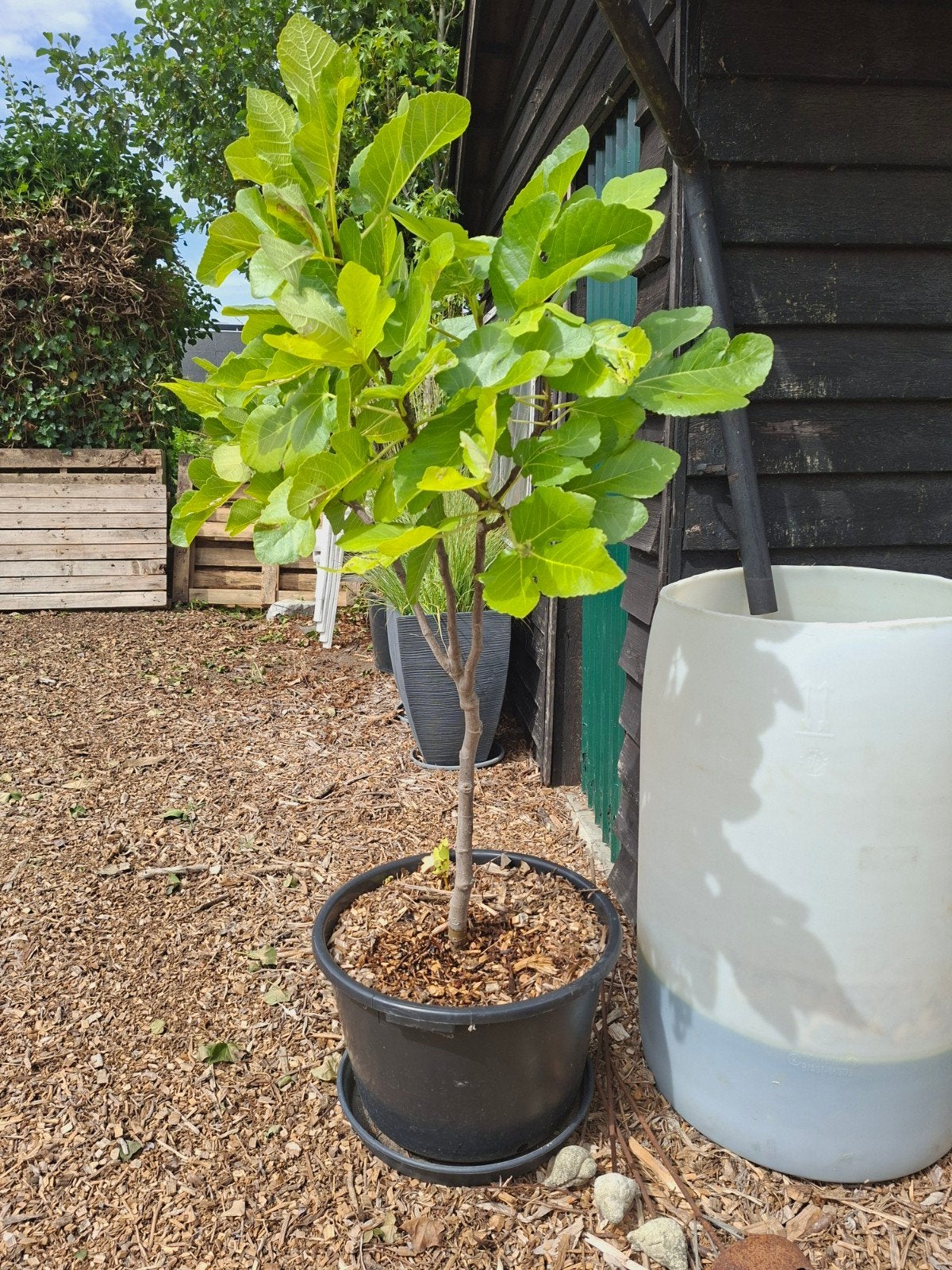 Vijgenboom 1m20, Tuin en Terras, Ophalen, Vijgenboom