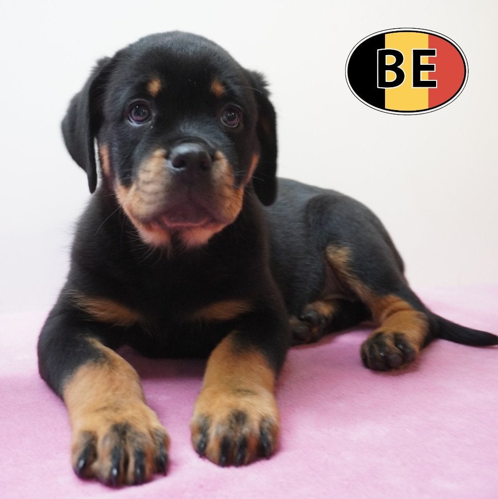 Rottweiler – Prachtige puppy’s om te ontdekken, Parvo, België, Handelaar, 8 tot 15 weken