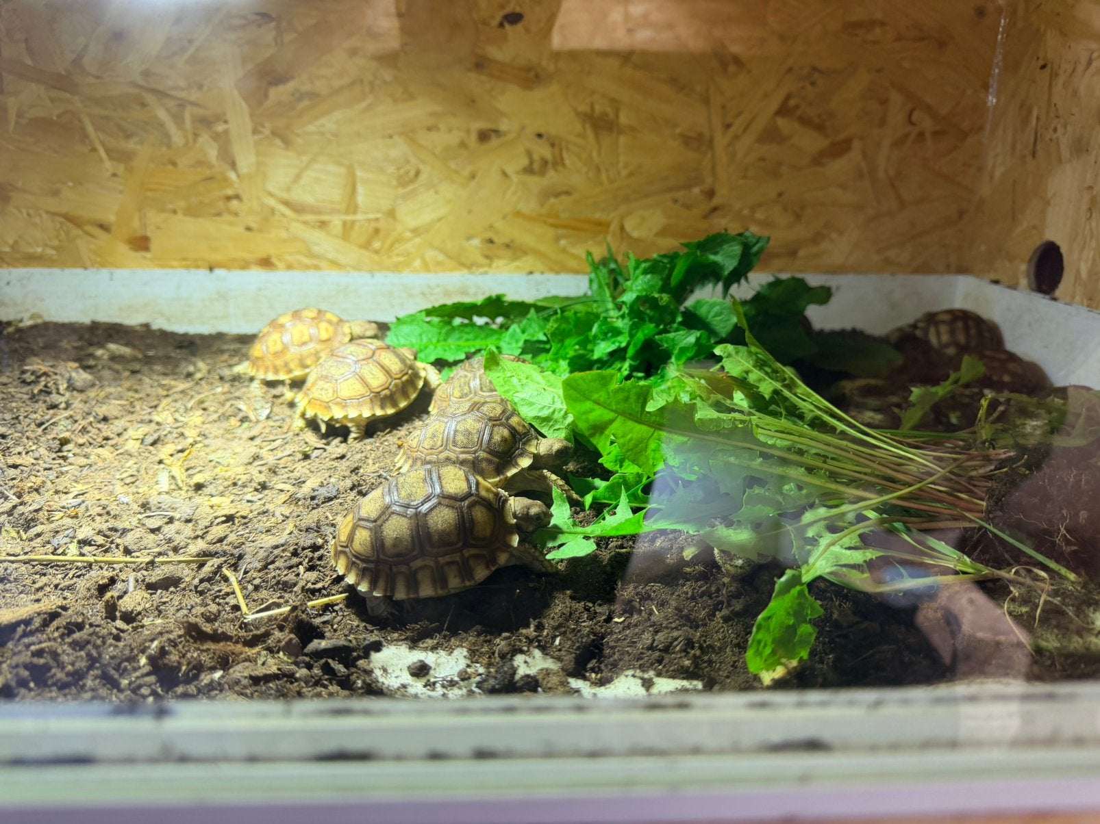Tortue sulcata, Animaux & Accessoires, Reptiles & Amphibiens, Tortue
