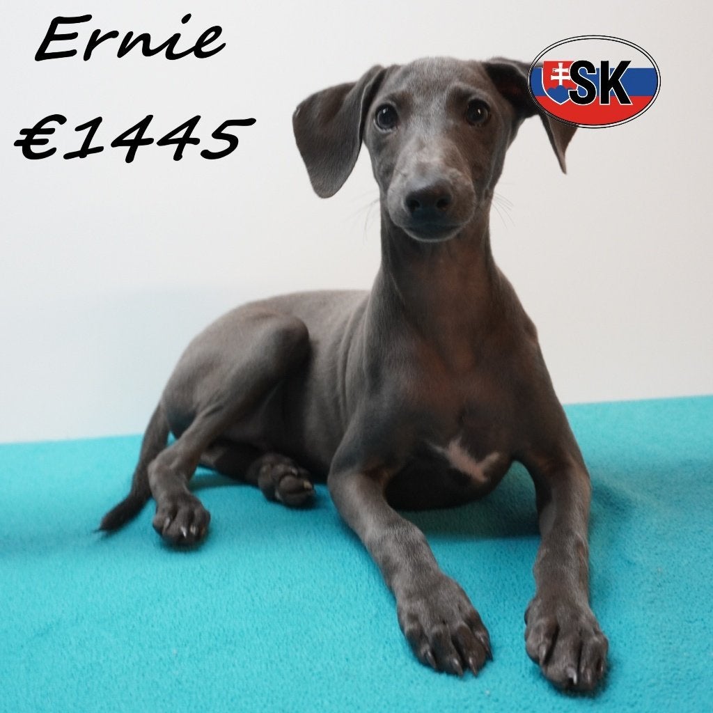Ernie & Gary Lévrier Italien (Bleus) à vendre, 15 semaines à 1 an, Chien (mâle), Autres races, Plusieurs