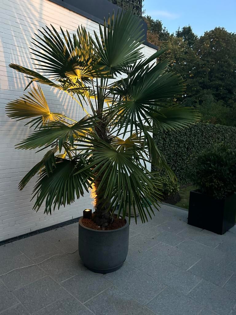 Combipakket 1 x palmboom, 2 x laurierboom , 1x Oleander roze, Tuin en Terras, Ophalen, Palmboom