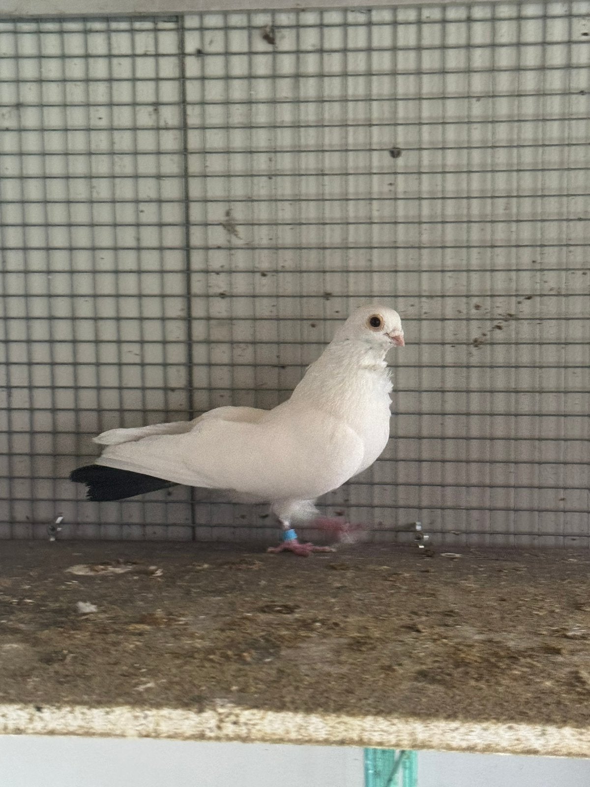 Een heel mooi duif te koop, Dieren en Toebehoren