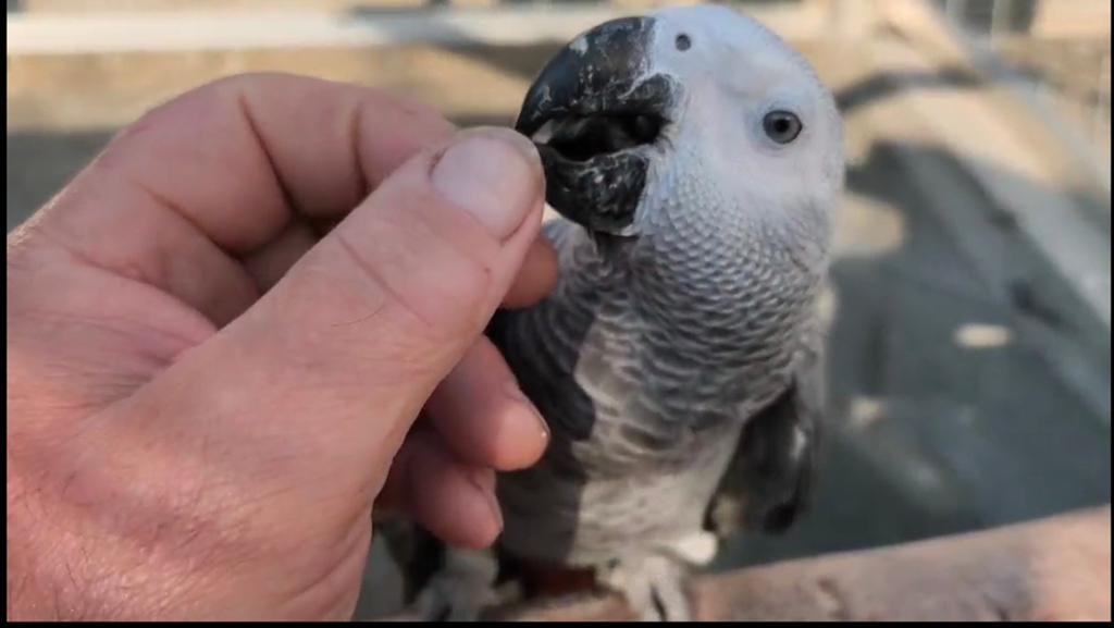 Gris du Gabon, Plusieurs animaux, Perroquet, Parleur