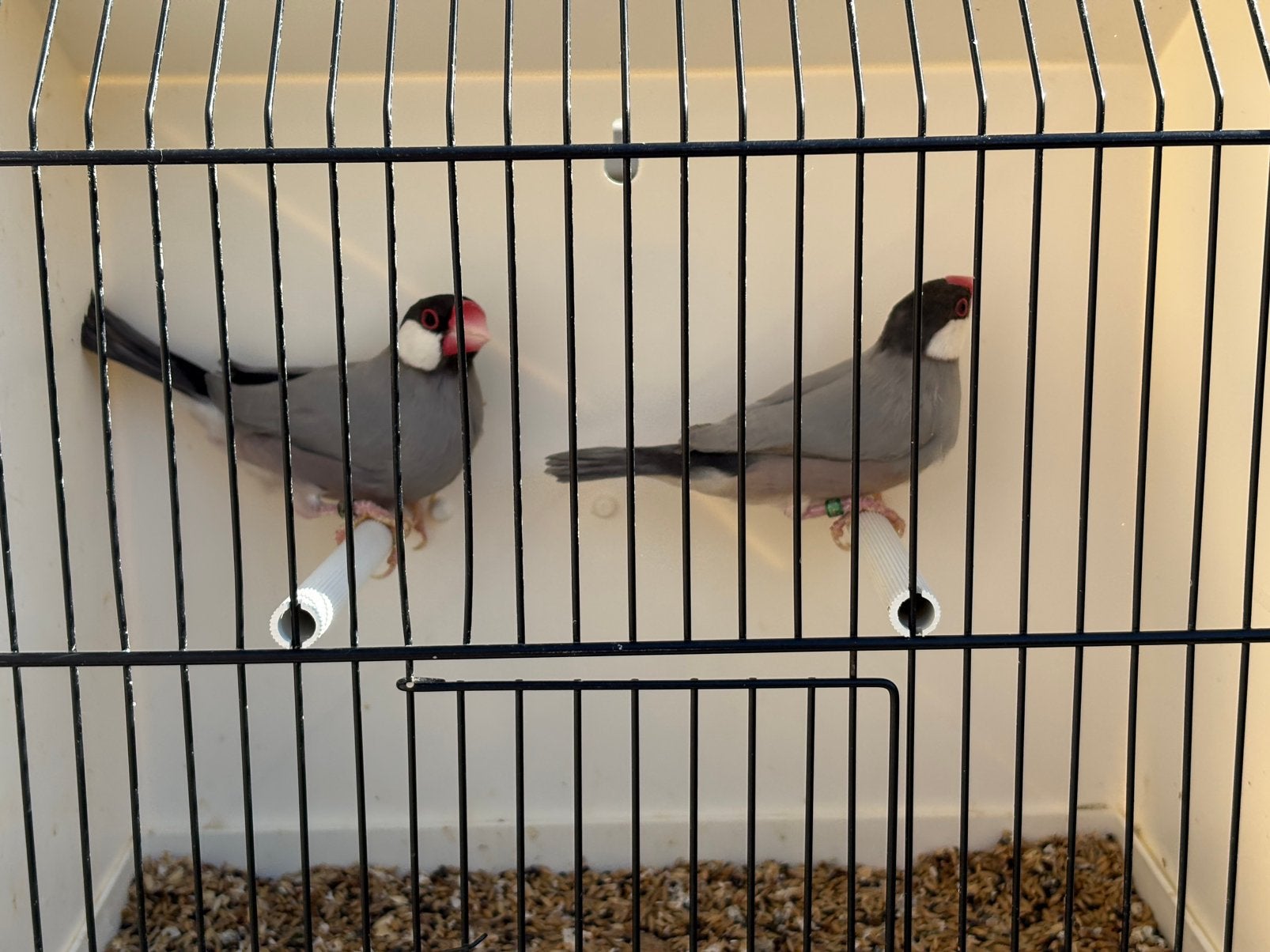 Agaat rijstvogels, Meerdere dieren, Tropenvogel, Geringd