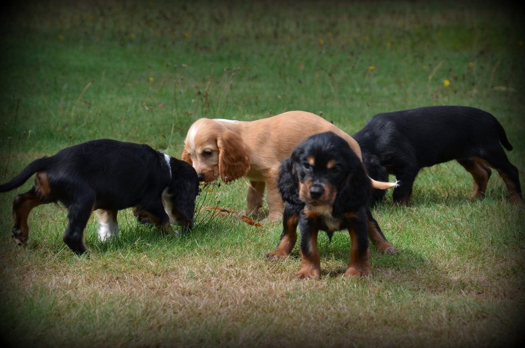 Chiots Cocker Spaniel anglais, Maladie de Carré (chiens), Plusieurs, Belgique, Plusieurs animaux