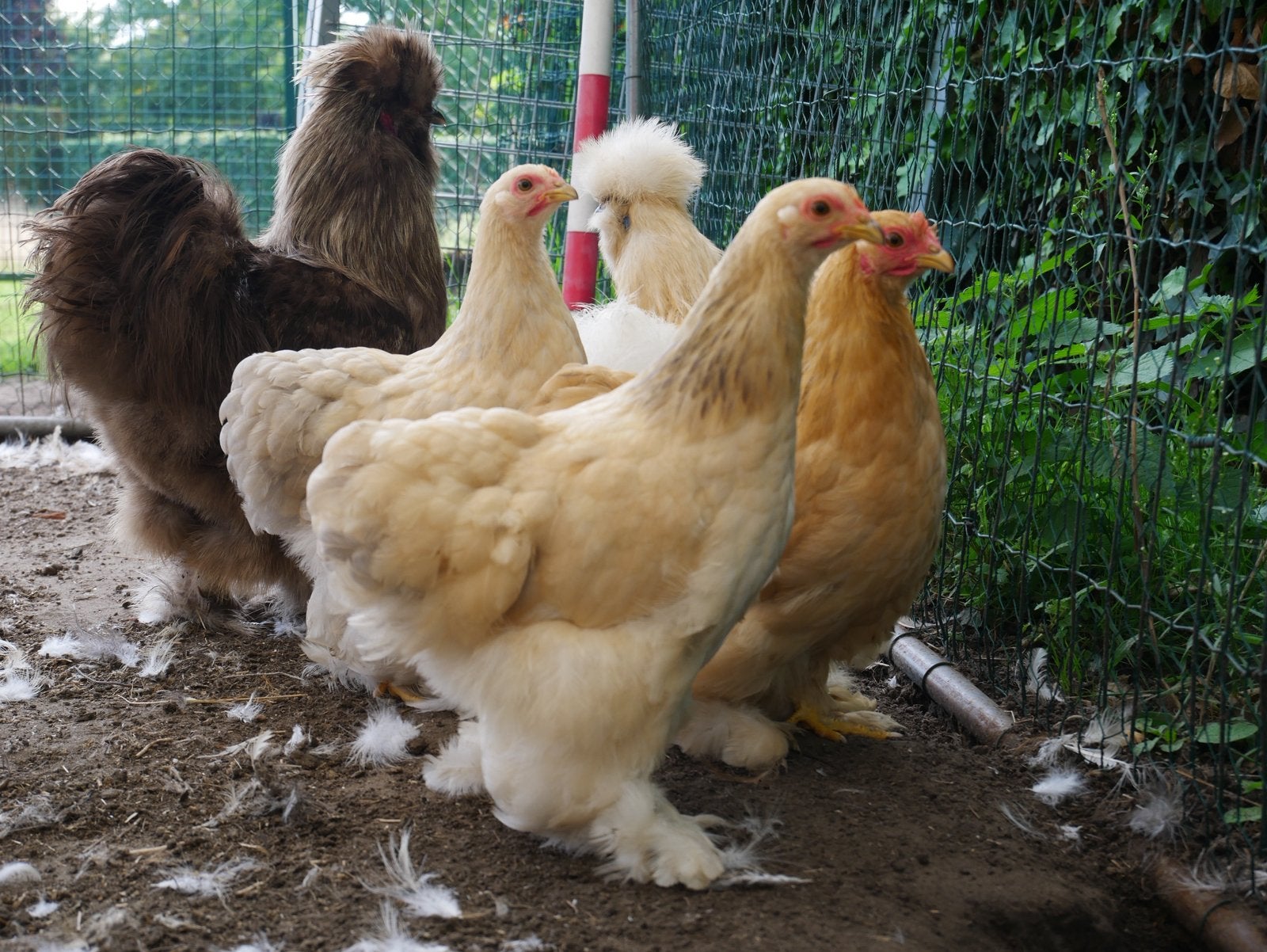 4 cochin krielen - 14 weken, Dieren en Toebehoren, Geslacht onbekend, Kip