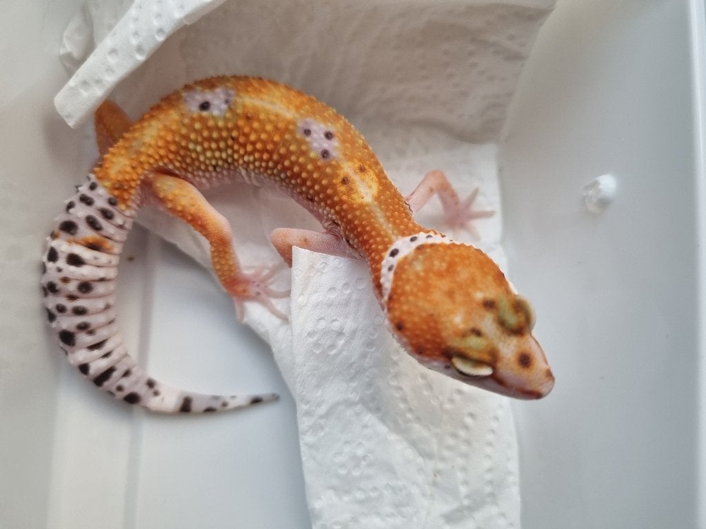0.1 purple head x w&y bell albino luipaardgekko