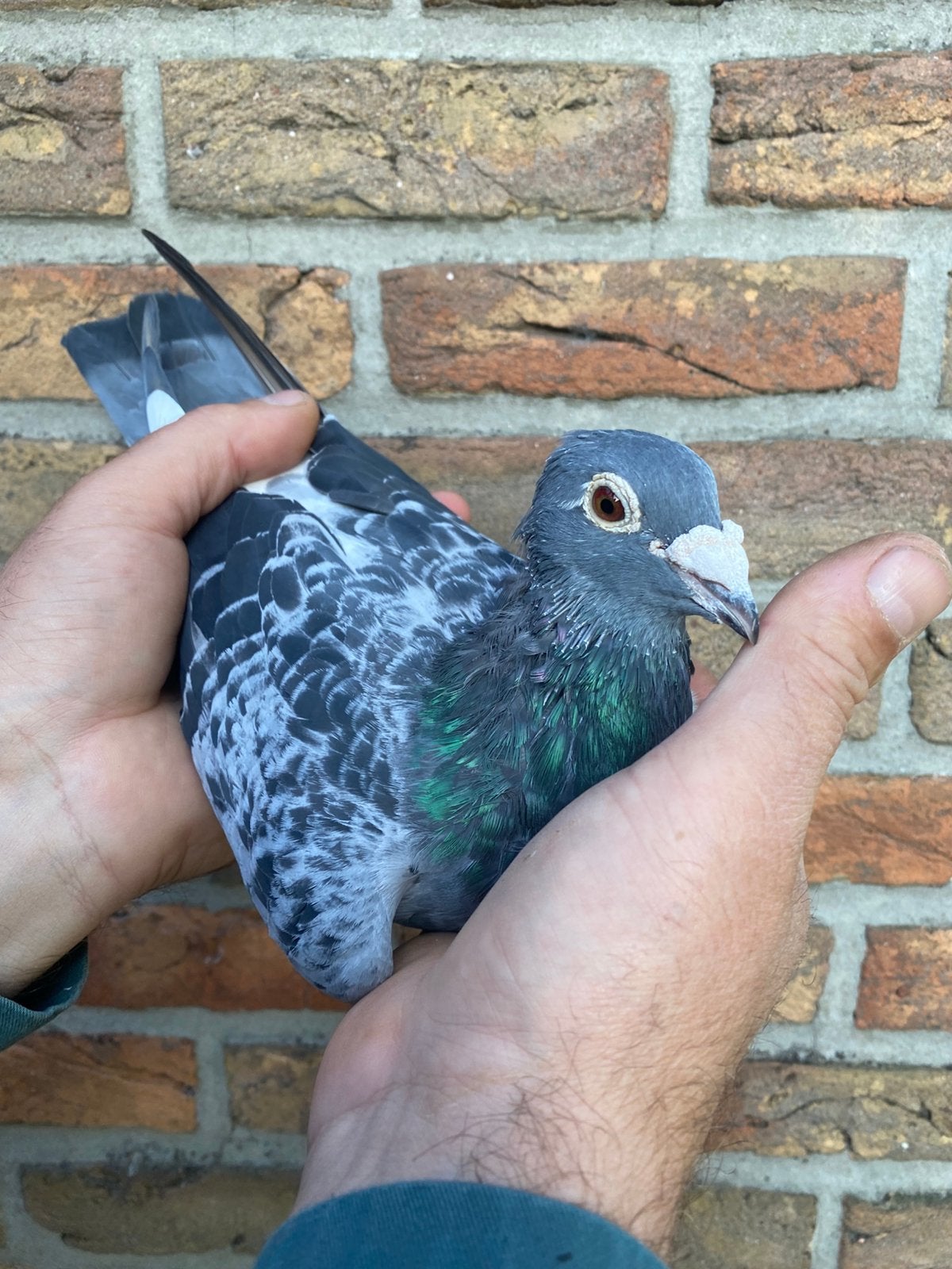 Doffer vitesse, Dieren en Toebehoren, Mannelijk, Postduif