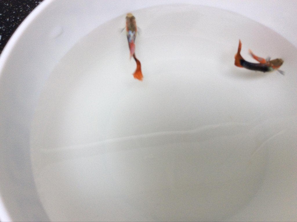 Guppy's, Dieren en Toebehoren, Vis, Zoetwatervis, Schoolvis