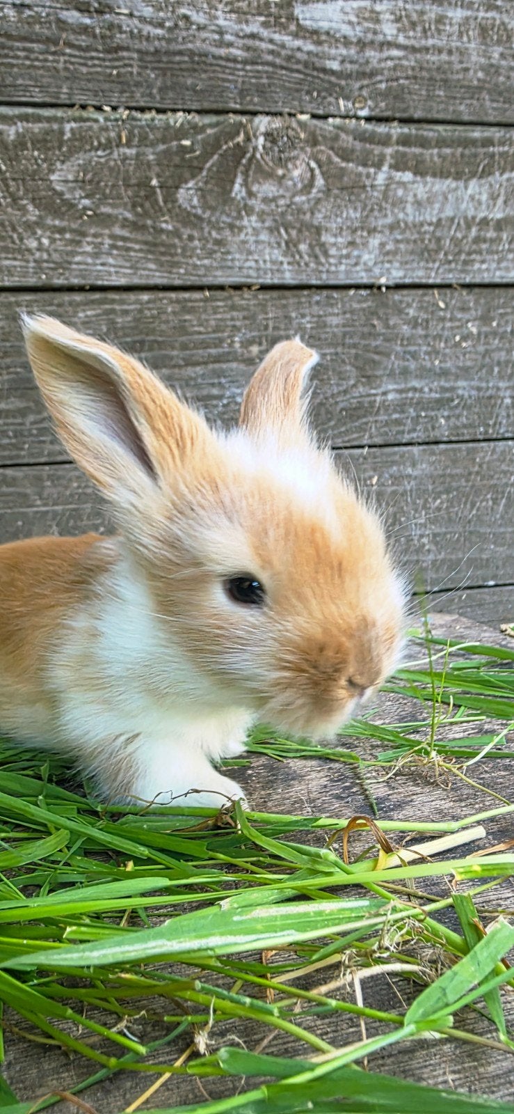 Anglais Angora lapins, Animaux & Accessoires, Femelle, Petit