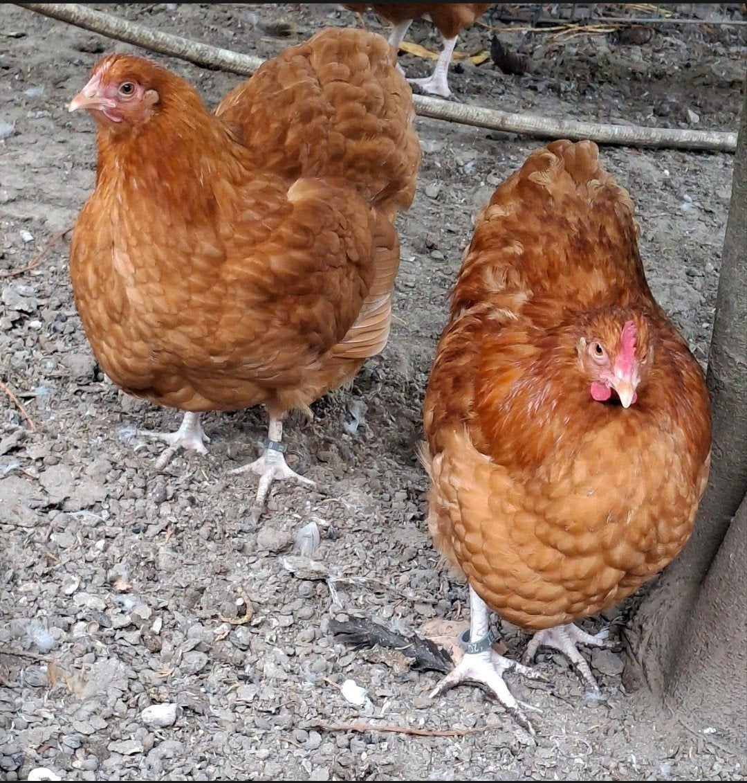 Koppel orpington buff kriel, Plusieurs animaux, Poule ou poulet