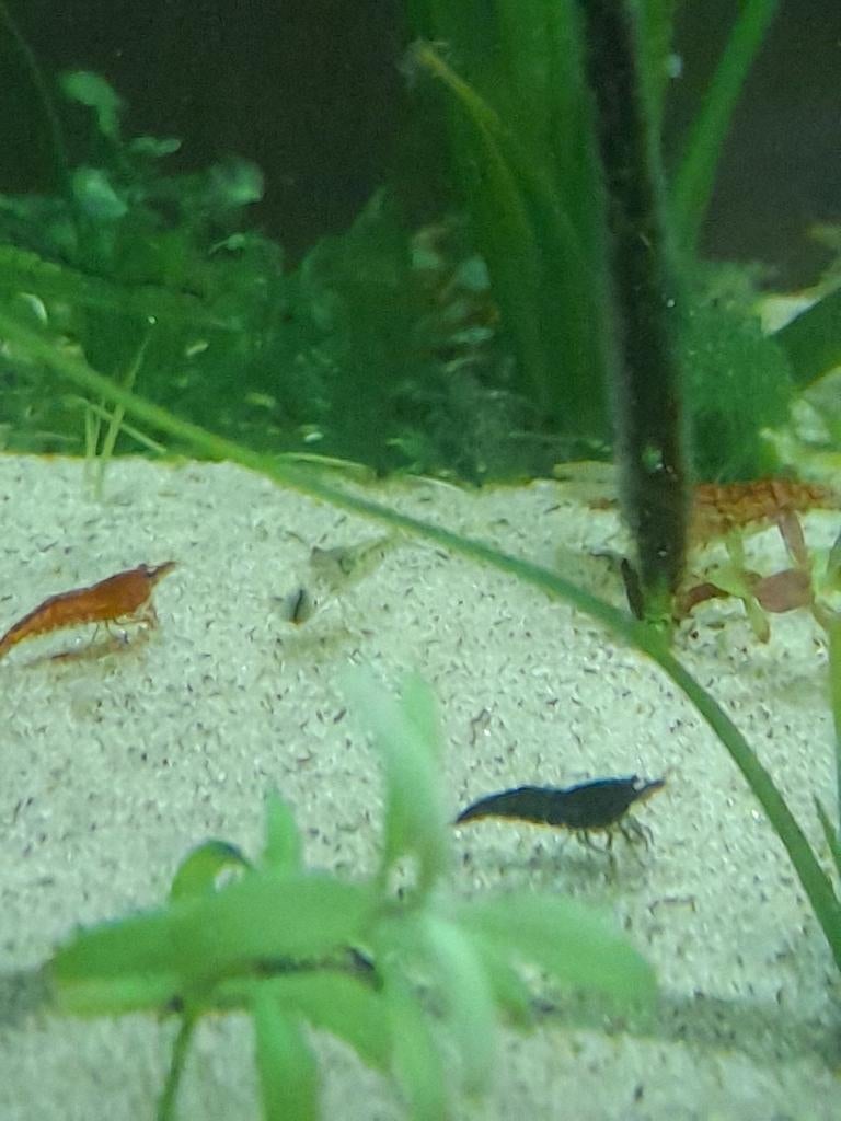 Mélange de crevettes, Homard, Crabe ou Crevette, Poisson d'eau douce