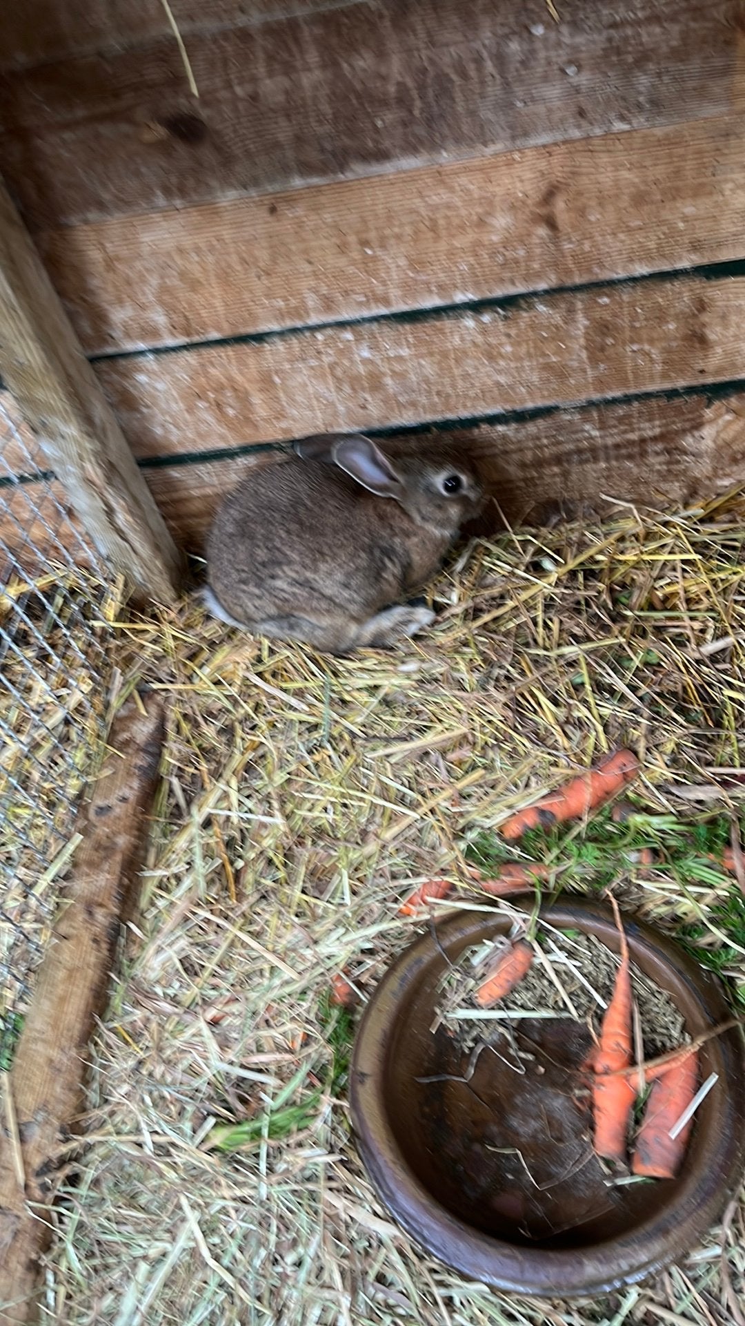 Jong dwergkonijn, Dieren en Toebehoren
