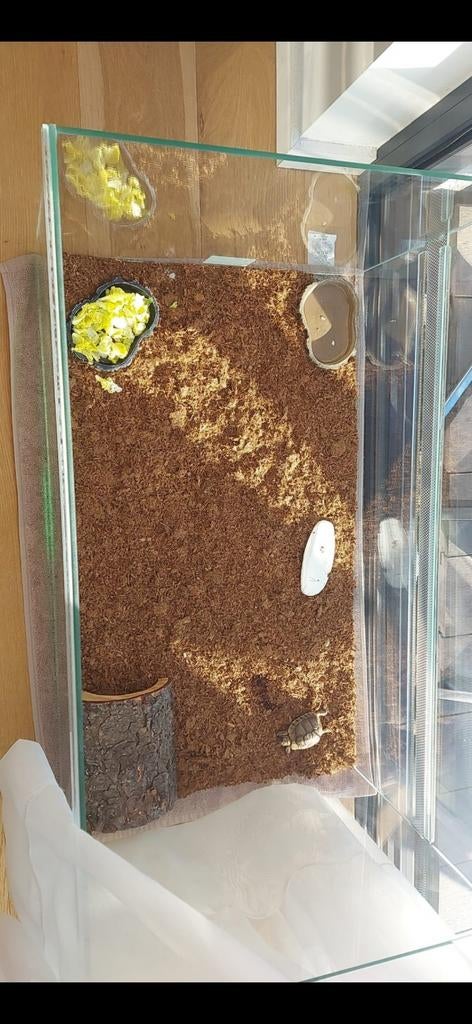 Terrarium vendu, Enlèvement ou Envoi