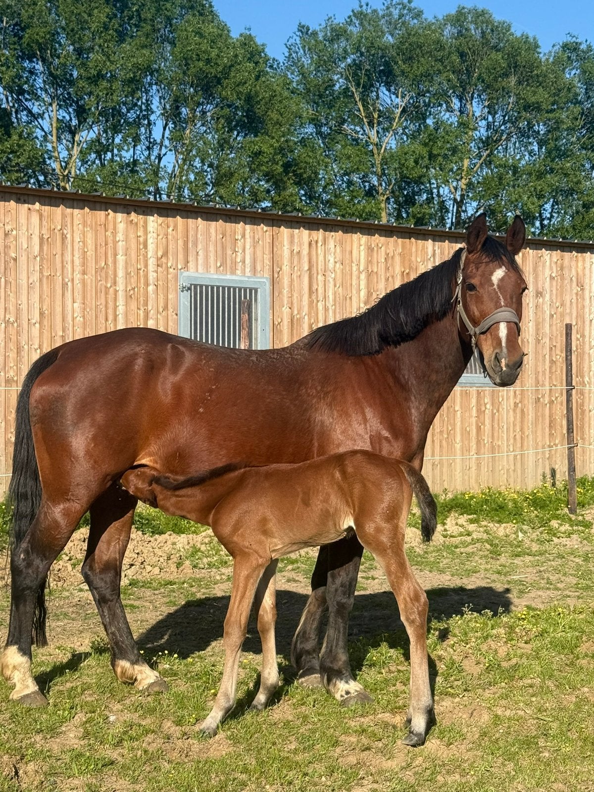 Drachtig merrie Dominator 2000 Z evt te ruil, Dieren en Toebehoren, Merrie, M, Springpaard