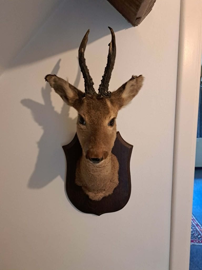 tête de chevreuil empaillée, Collections, Collections Animaux, Enlèvement, Comme neuf, Autres, Bois ou Tête