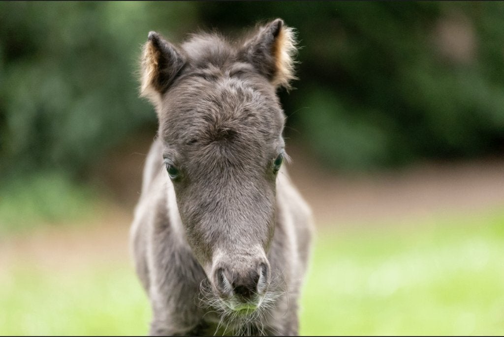 uitzonderlijk kleine paardjes, Dieren en Toebehoren, Merrie, A pony (tot 1.17m), Met stamboom, 0 tot 2 jaar