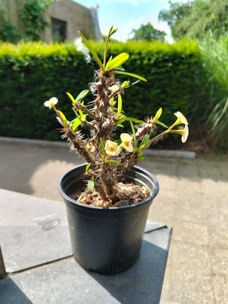 Gele Christusdoorn - 15 euro - moeilijk te vinden, Vetplant, Ophalen of Verzenden, Minder dan 100 cm, Bloeiende kamerplant