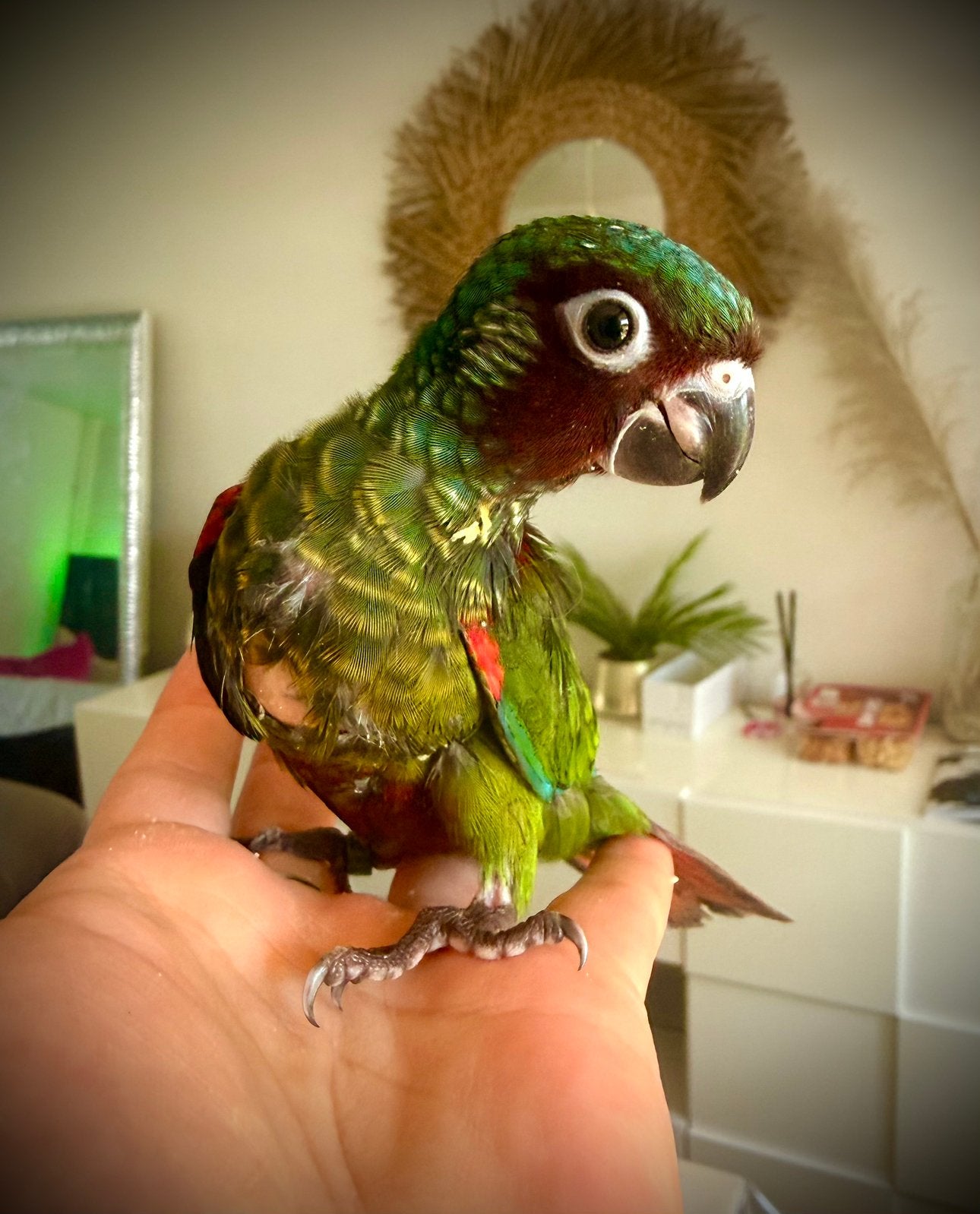 Conure emma, Ophalen