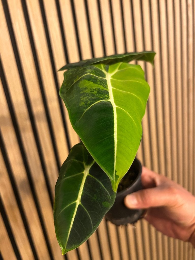Alocasia Rare Variagated for sale, Huis en Inrichting, Kamerplanten, Ophalen, In pot