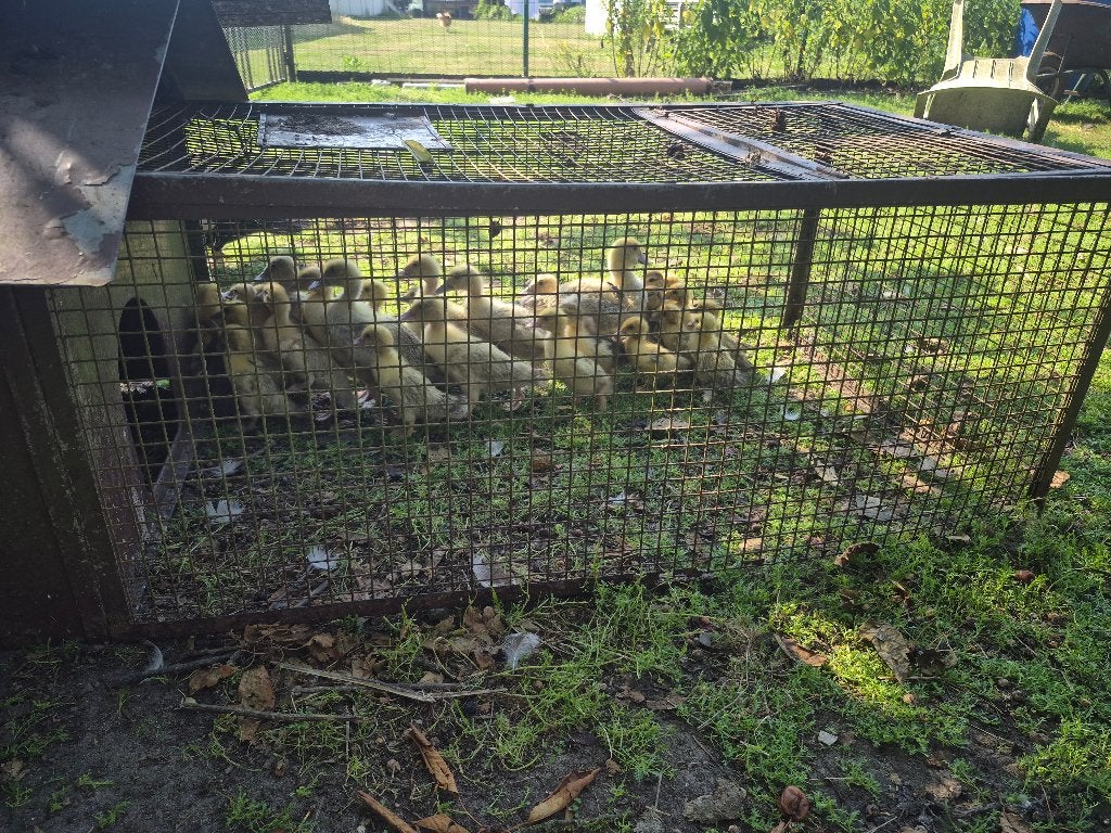 Barberie kuikens te koop, Dieren en Toebehoren, Meerdere dieren, Eend