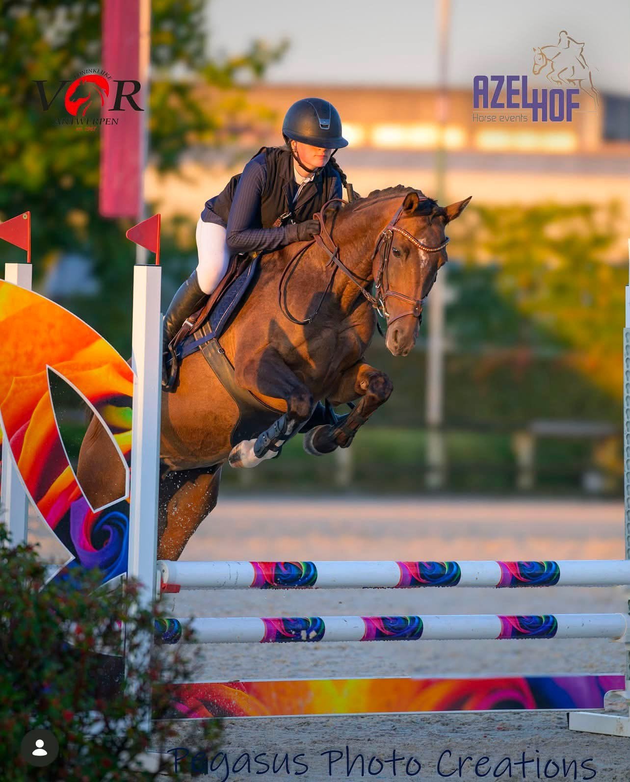 Prachtige sportmerrie, Merrie, Met stamboom, B, 7 tot 10 jaar