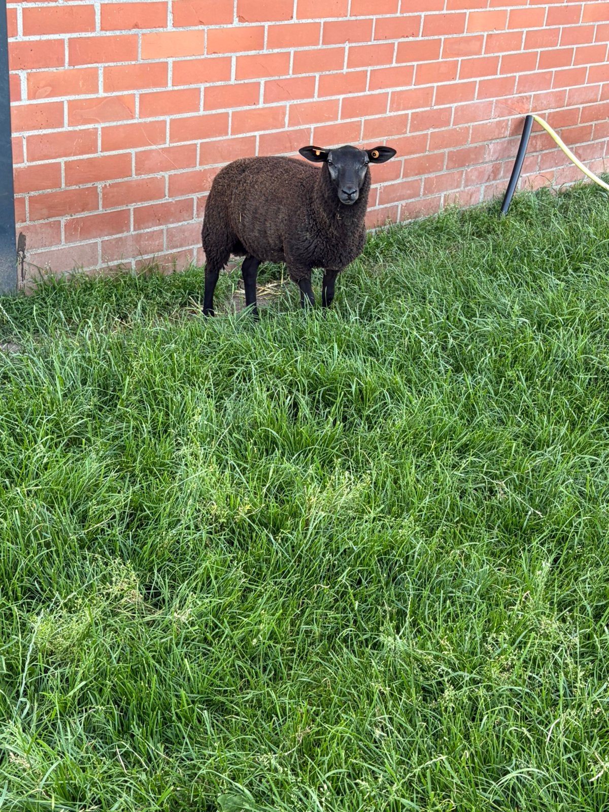 bok