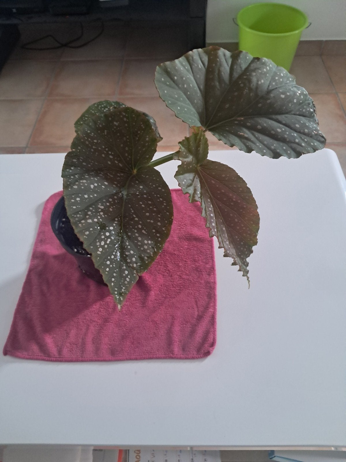 begonia bambou, Enlèvement