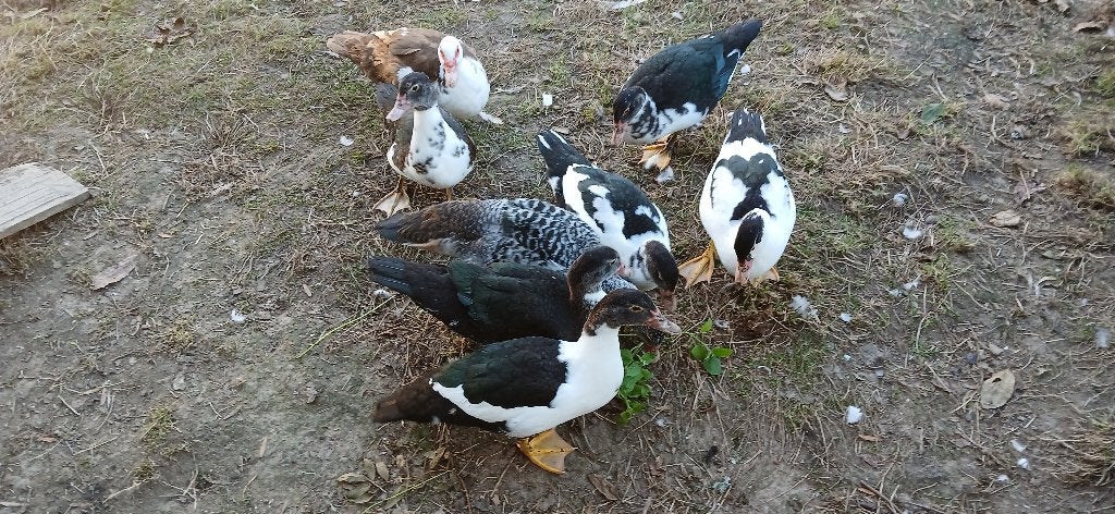 jonge barbarie eenden (muskus eend) te koop, Dieren en Toebehoren, Tam