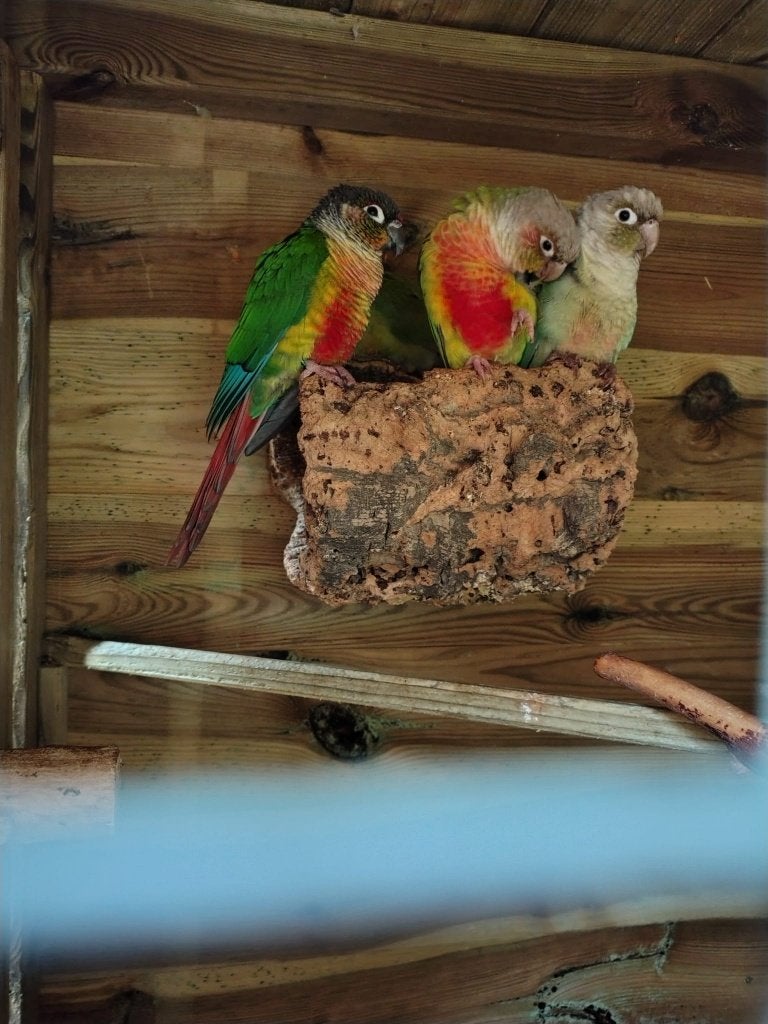 5 perruches (pyrrhura molinea), Animaux & Accessoires, Plusieurs animaux, Perruche, Domestique