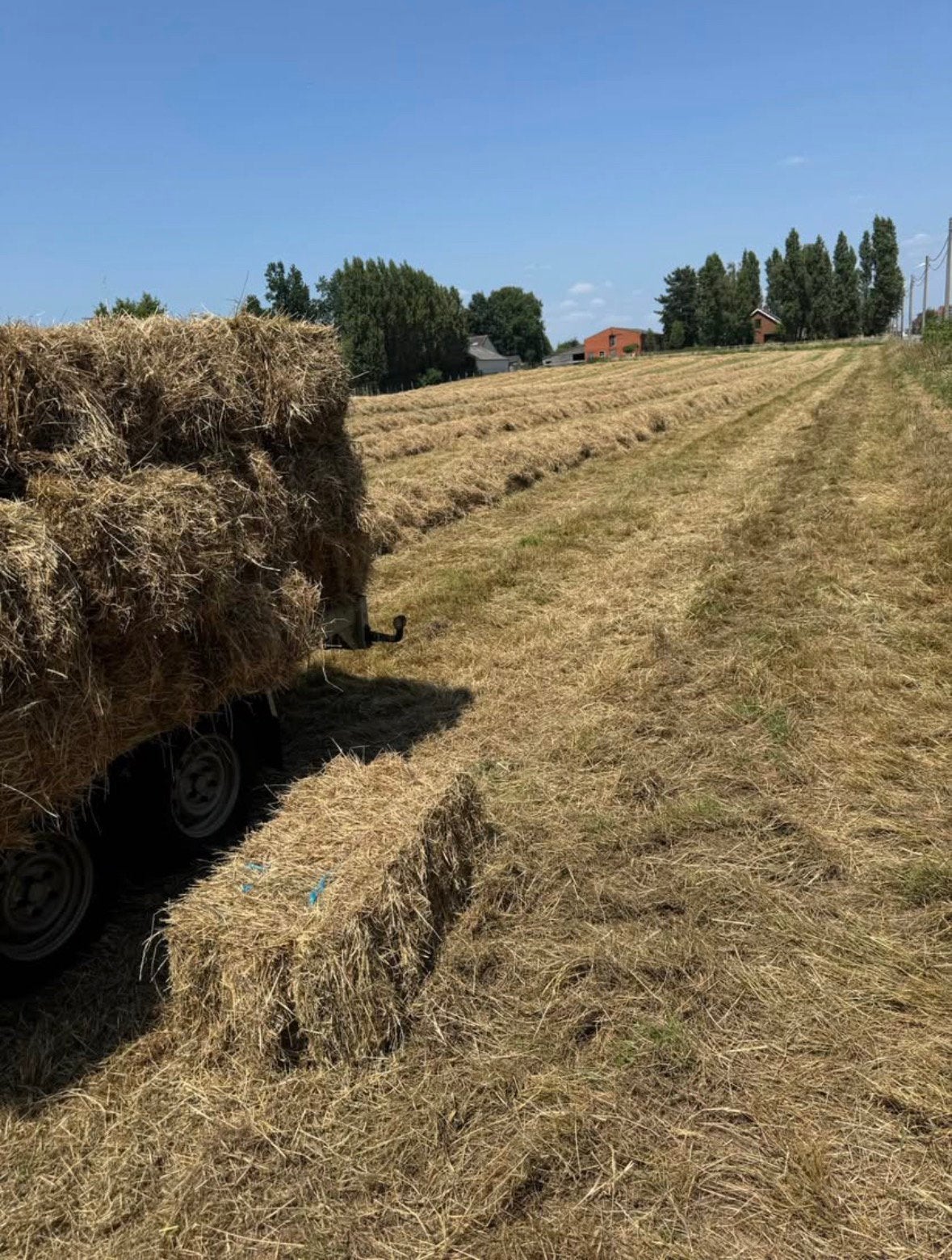 Hooi 2026 eerste snede onkruidvrij, Ophalen of Verzenden