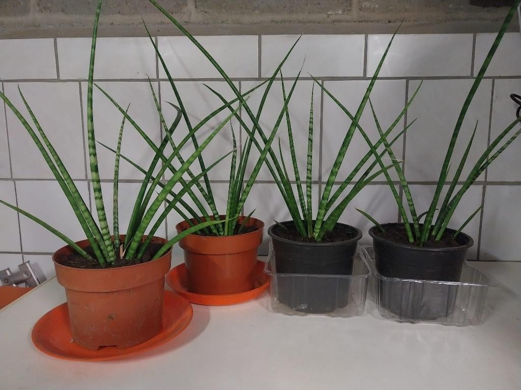 Sanseveria, Ophalen, Overige soorten, In pot