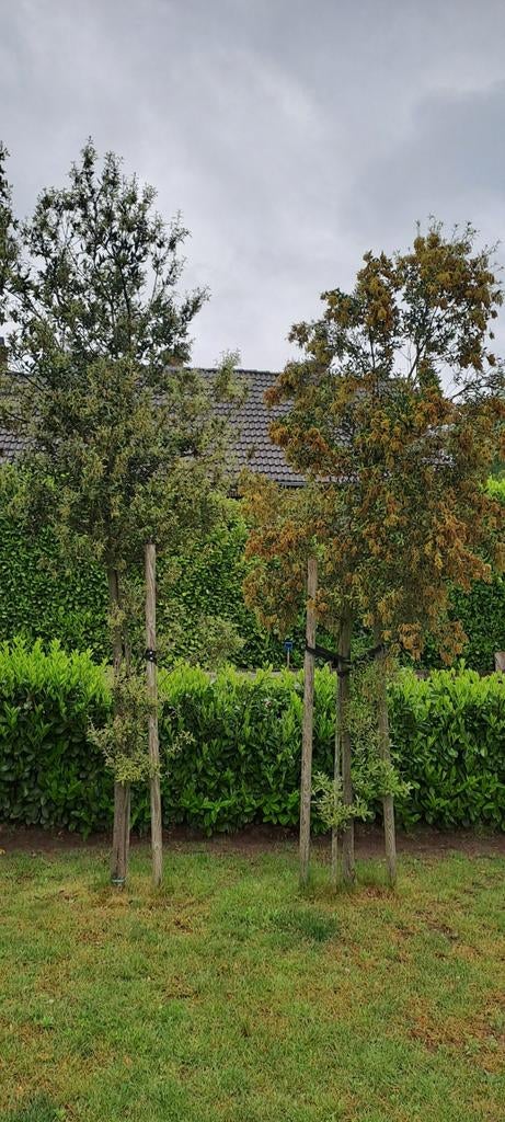 2 bomen van 3meter gratis, Tuin en Terras, Planten | Bomen, Ophalen