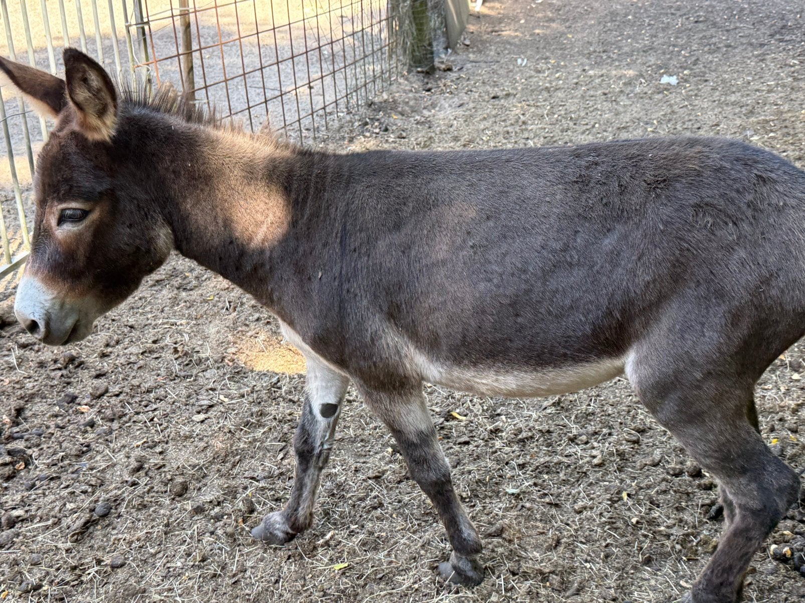 Ezel, Plusieurs animaux, 6 ans ou plus
