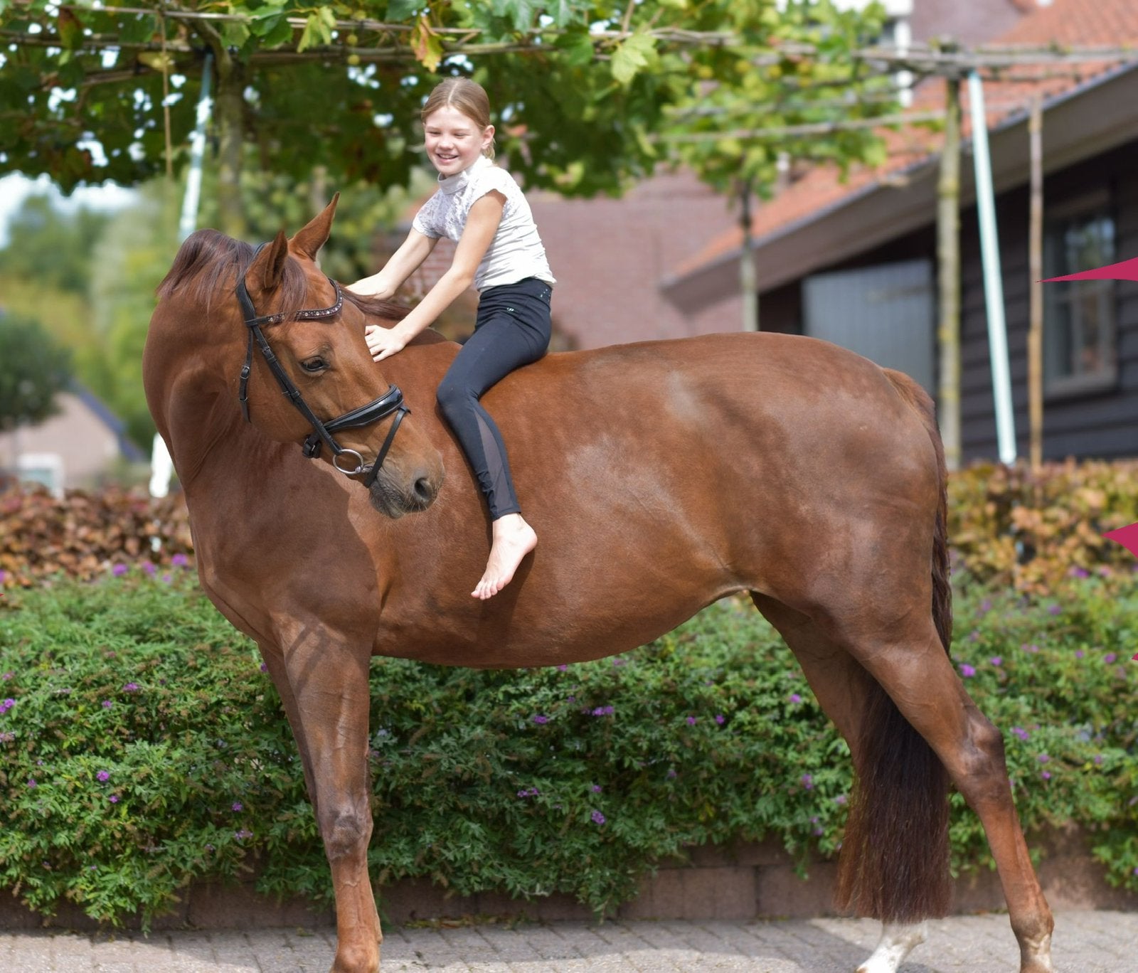 Jument équestre Brookmare, Animaux & Accessoires, Chevaux, Jument, Z, 170 à 175 cm, 11 ans ou plus, Cheval de dressage, Avec pedigree