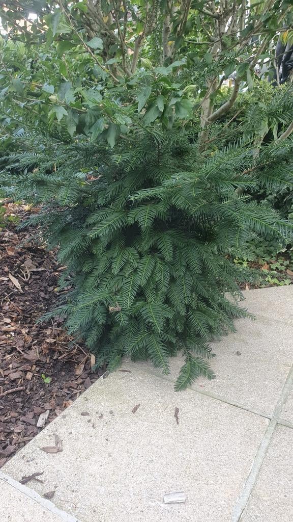 Wintergroen taxusboompje, Ophalen