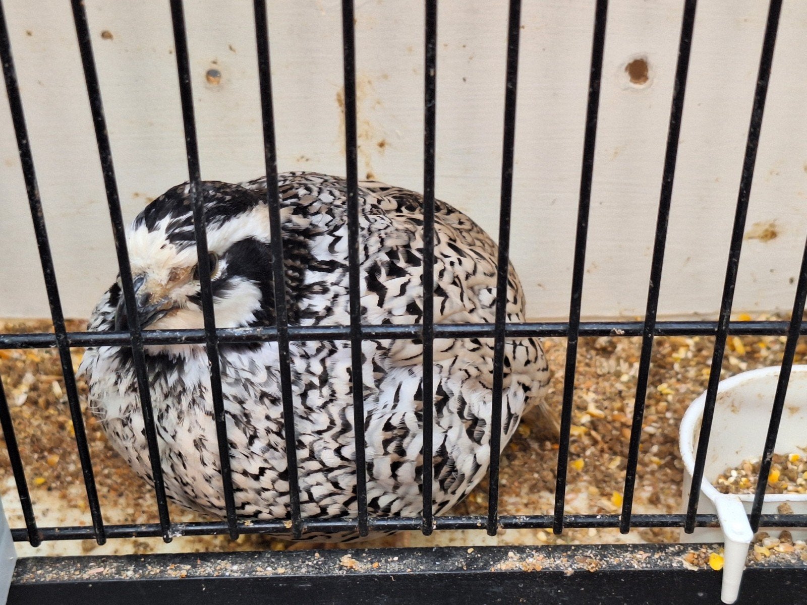 Virginische boomkwartels 2 mannen, Animaux & Accessoires, Oiseaux | Oiseaux Autre