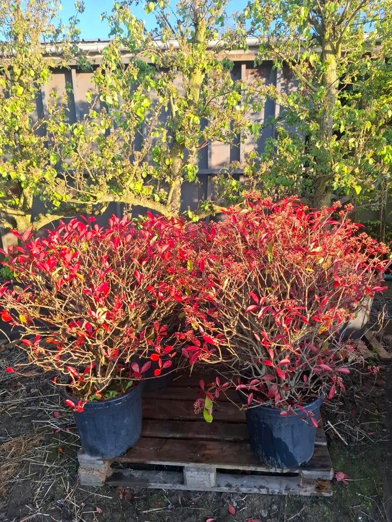 Photinia bol, Tuin en Terras, Ophalen