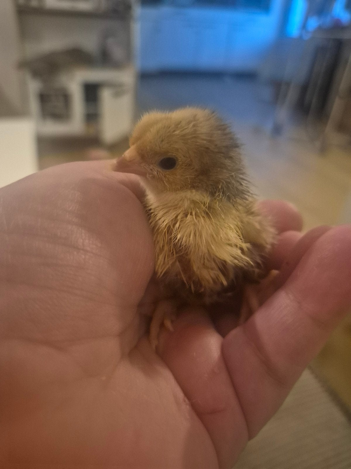 Krielkip kuikens, Dieren en Toebehoren, Pluimvee, Geslacht onbekend, Kip