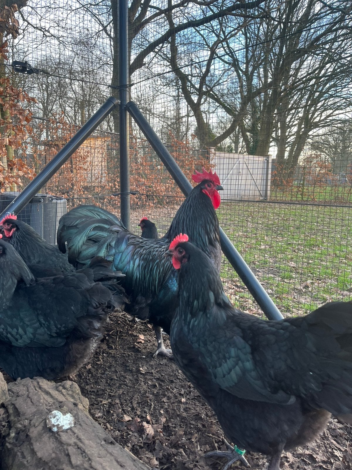 Broedeieren Australorp groothoender(verzending mogelijk), Geslacht onbekend, Kip