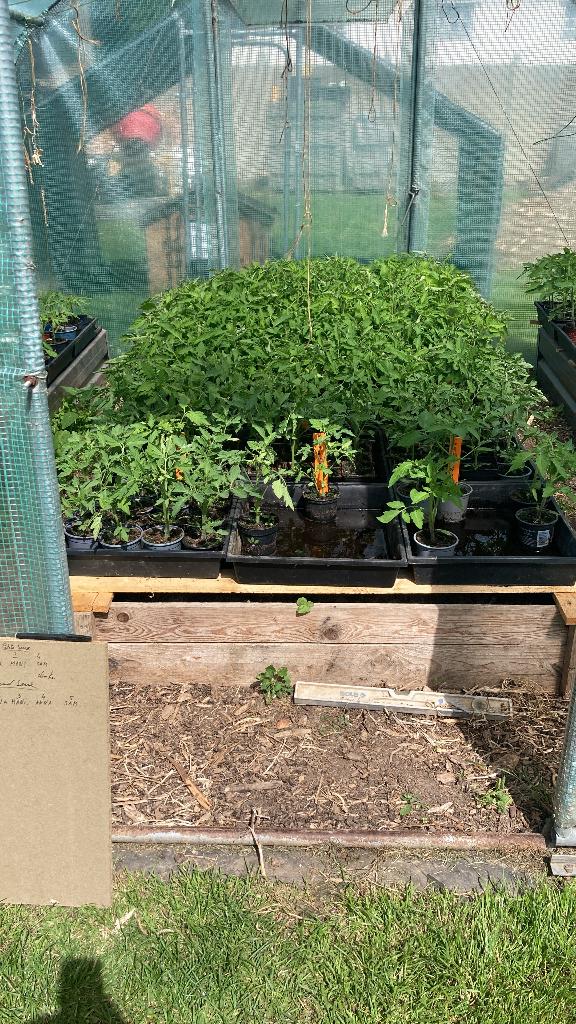 Plants de tomates, Tuin en Terras, Planten | Tuinplanten, Ophalen