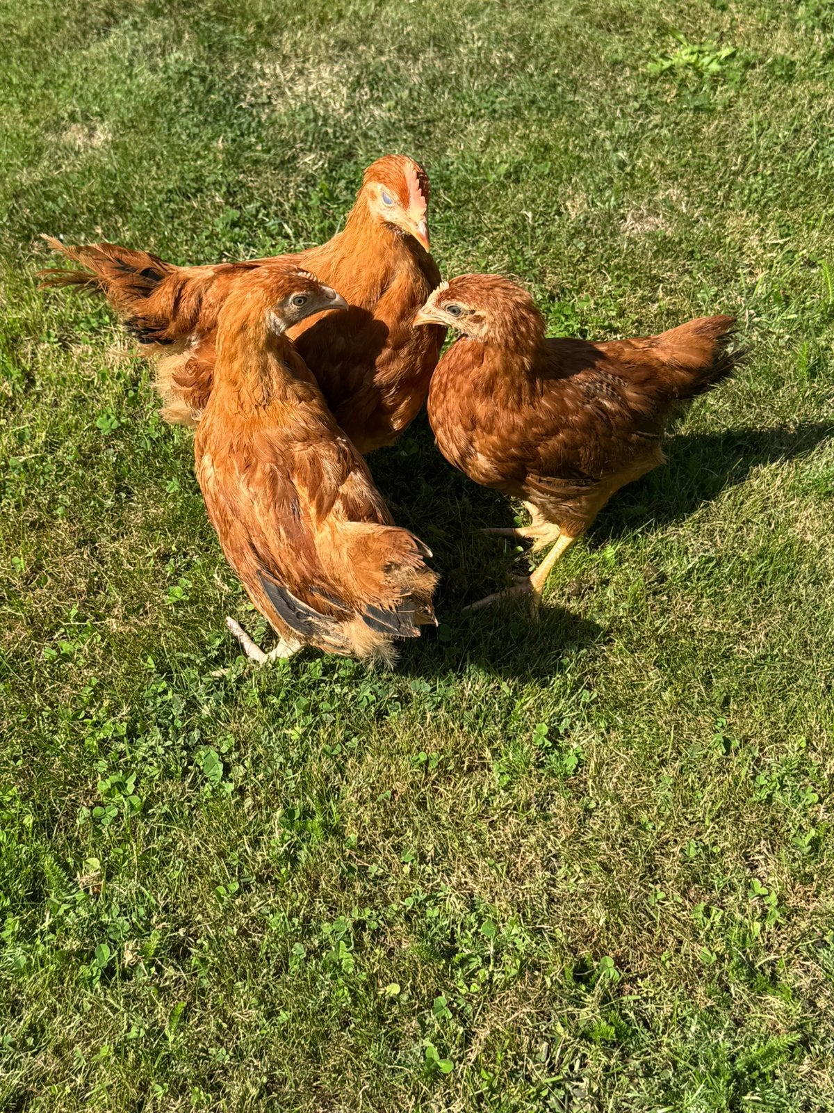 Trio legkip kuikens, Dieren en Toebehoren, Pluimvee
