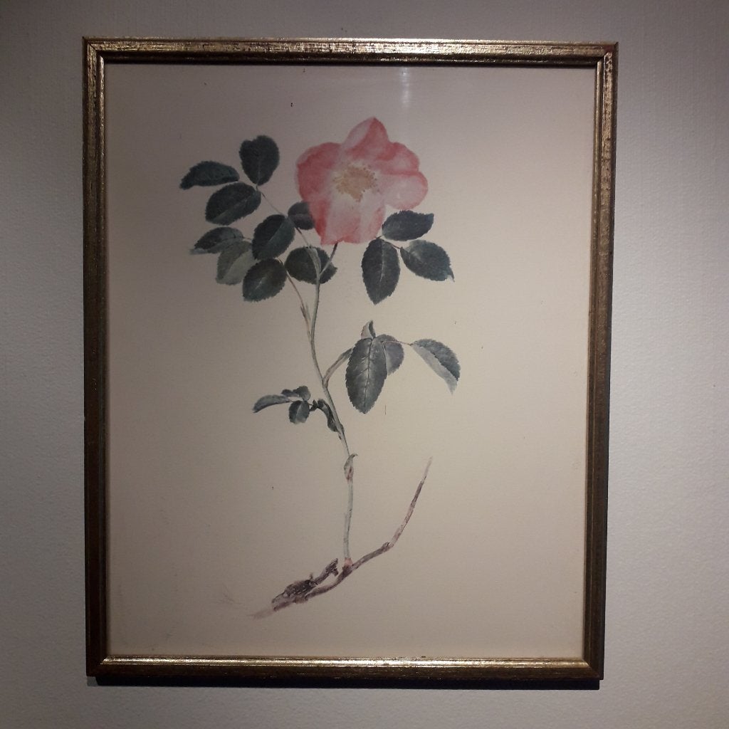 Aquarel van Wilde Rose, Bloemen, Doek, Achter glas, Ophalen of Verzenden
