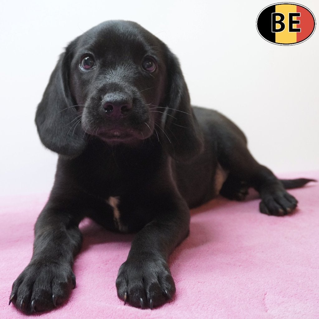 Beagle X Labrador - Belgische pups te koop, Parvo, België, Handelaar, 8 tot 15 weken