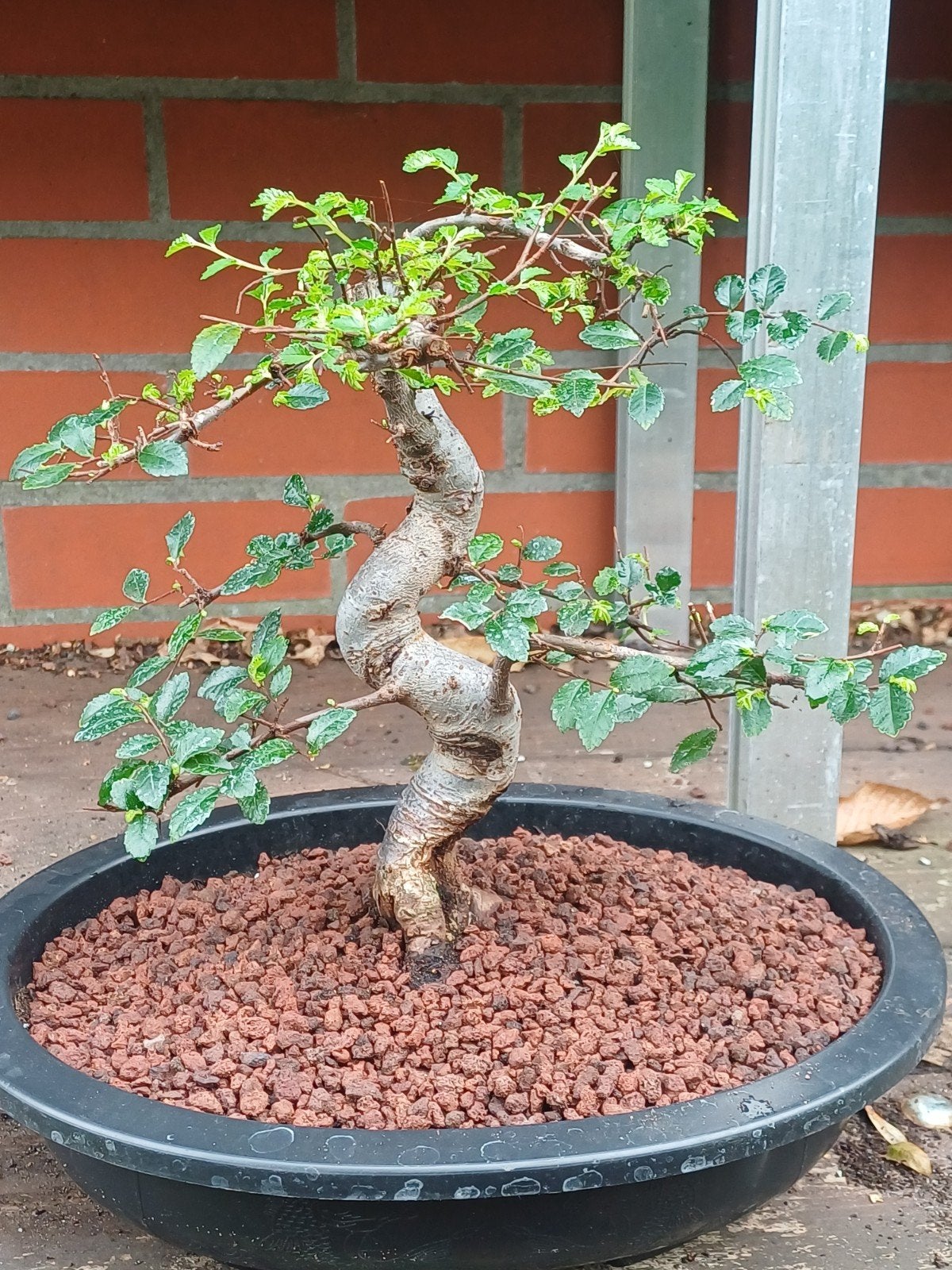 1 chinese iep, Tuin en Terras, Ophalen